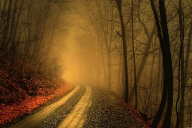Trees Autumn Forest Road Leaves Serious Path Fog Mist Hd Wallpapers ...