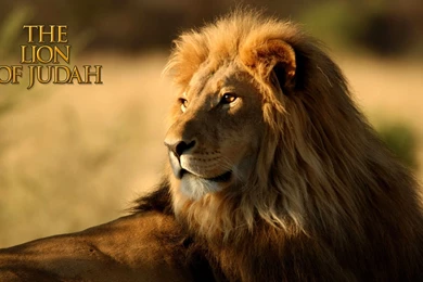 Lion Of Judah Wallpapers   Wallpapers Cave