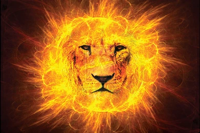Pictures Of Lion Of Judah Wallpapers HD Fine
