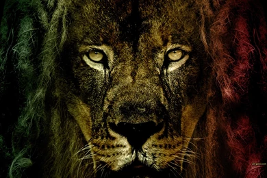 Lion Of Judah Pictures   Wallpapers High Definition