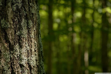 Tree Trunk HD Desktop Wallpapers : High Definition : Fullscreen ...