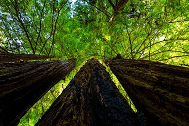 Tree Trunk Wallpapers