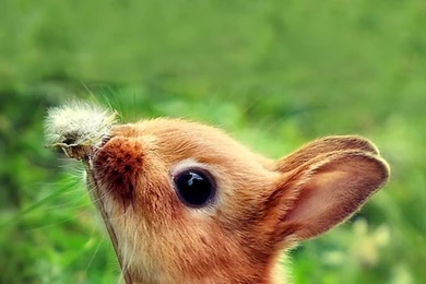 Android Wallpapers HD