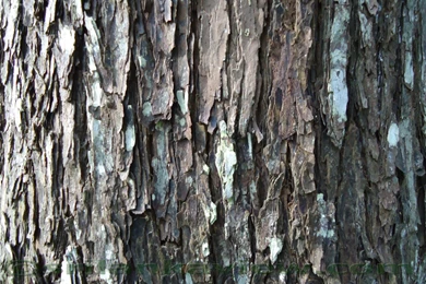 Sri Lanka Desktop Wallpapers Nature,Flora,Landscapes,Historical ...