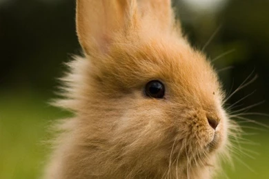 Cute Rabbit In Grass iPhone Wallpapers / IPod Wallpapers HD   Free ...