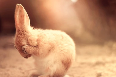 Cute, Sad Bunny, Funny Animals, Lovely, Image, Shame, Desktop
