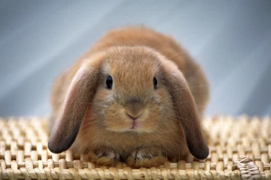 Bunny search/bunny_rand.html At Master · Richardsun29/bunny search ...