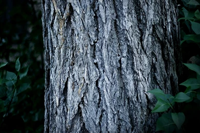 Tree Trunks Wallpaper Images