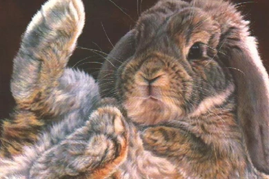 My Free Wallpapers   Nature Wallpapers : Cute Bunny