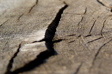 Dry Tree Trunk Split Wide HD Wallpapers   OmWallpapers