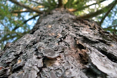 447082_derevo_stvol_kora_vetki_makro_1680x1050_www.Gde Fon.com.jpg