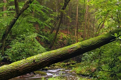 Download Wallpapers 3840x2160 Tree, Trunk, Moss, Wood 4K Ultra HD ...