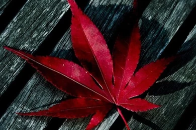 Cool Mobile Phone Wallpapers