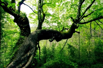 Download Wallpapers 1920x1080 Tree, Trunk, Bends, Leaves, Wood ...