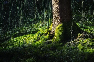 Nature Moss Tree Trunk Wallpapers