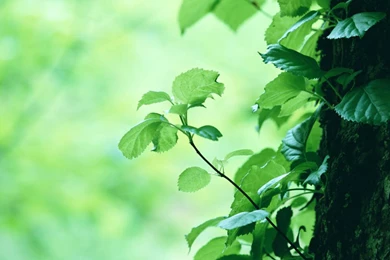 The New Leaves On The Tree Trunk iPad Wallpapers Download