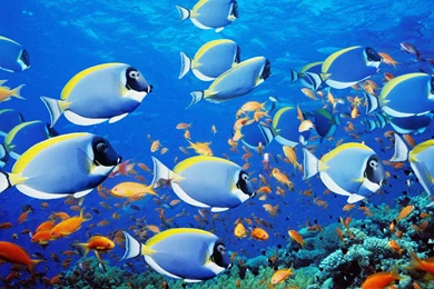 Cool Free Screensavers: Animated Screensaver Fish