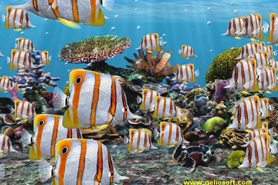 Moving Copperbanded Butterfly Fish Screensaver And Free Wallpapers