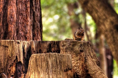 Squirrel On The Tree Trunk Widescreen Wallpapers