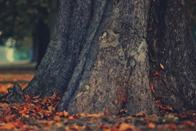 Tree Trunk HD Desktop Wallpapers : High Definition : Fullscreen ...