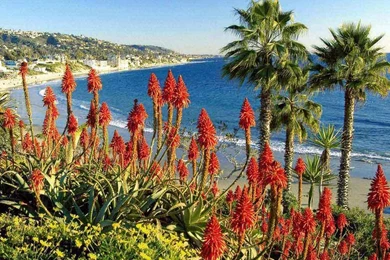 California Beach   Thumbgal