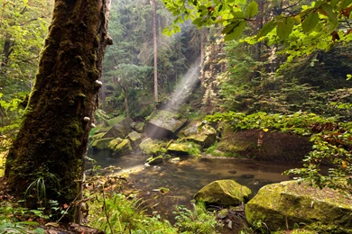 Forest Water Trunk Tree Nature Wallpapers