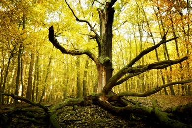 Dead Tree Trunk HD Desktop Wallpapers : High Definition ...