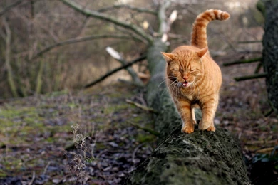 Wallpaper: Yellow Cat, Walking, Tree Trunk, Trees, Plants, Pet ...