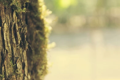 Tree Trunk Bokeh Wallpapers