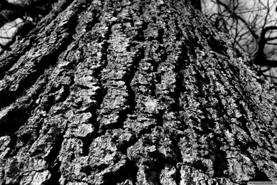 Black And White Tree Trunk HD Desktop Wallpapers : Widescreen ...