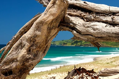 Dead Tree Trunk On A Beach iPad Wallpapers