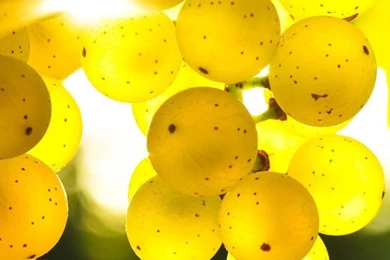 Cute Best Mobile Wallpapers