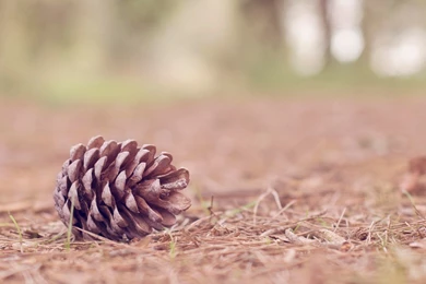 Pine Cone Wallpapers