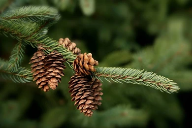 13 Wonderful HD Pine Cone Wallpapers HDWallSource.com