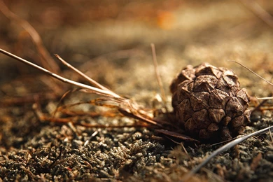 13 Wonderful HD Pine Cone Wallpapers HDWallSource.com