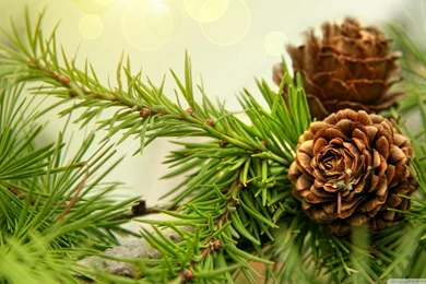 Pine Cones HD Desktop Wallpapers : High Definition : Fullscreen ...