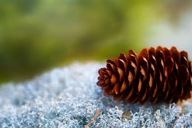 Pine Cone Wallpaper Backgrounds 5654 2560x1600   UMad.com