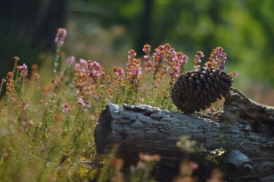 Pine Cone Wallpapers