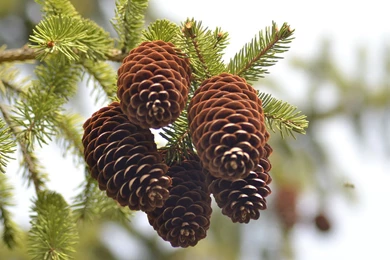 Top Pine Cone Wallpapers Border Wallpapers