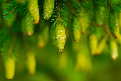 Pine Cones Growing Wallpapers