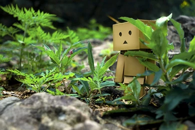 Danbo Wallpapers HD