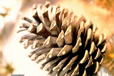 Christmas Pine Cone Photo   Christmas Decoration Photo 30 ...