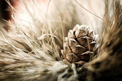 PINE CONE WALLPAPER (