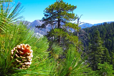 Pine Cone And Trees On A Mountain Side Wallpapers