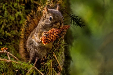 Wallpaper: Squirrel, Eating, Pine Cone, Tree, Animals, Bokeh Wallpapers