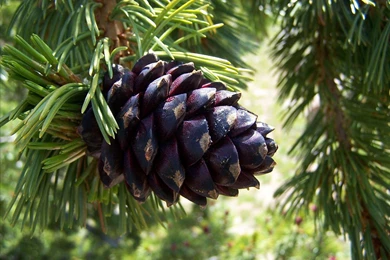 Pine Cone In The Forest (
