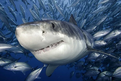 Wallpaper: Shark Wallpapers