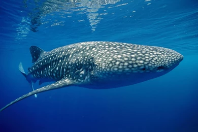 Computer Shark Wallpapers, Desktop Backgrounds 1024x768 Id