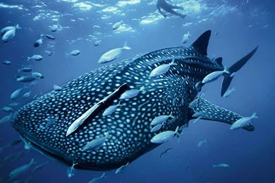 Desktop Wallpapers · Gallery · Animals · Whale Shark