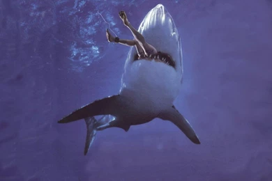 Shark Attack Wild Animals Hd Wallpapers   (